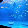 訪園館：いおワールドかごしま水族館
