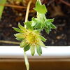 今頃開花は正解なの？　☆5周年目☆