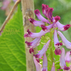 ムラサキケマン紫華鬘　Corydalis incisa　Spring ephemeral