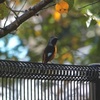 残堀川の小鳥たち