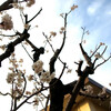 　週末／桜