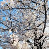 令和5年　桜の開花状況