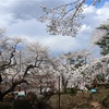 多摩川桜百景　－96. 富士森公園－ 