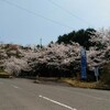 今日も桜を探しに