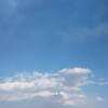 駒沢公園オリンピック公園 桜 例年の見頃は？
