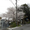 ＜写真＞阿久比町紹介シリーズ！阿久比町立図書館の近くの桜