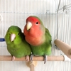 インコを1羽で飼う？ペアで飼う？それぞれの飼育ポイント