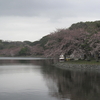 亀も花見するの？ヒヨドリと明石公園の桜