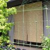 アサガオ観察３