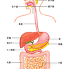 登録販売者資格　〜消化器系器官（胃・腸・膵臓・肝臓など） Part.4　咽頭・食道〜