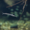 クルメサヨリ Hyporhamphus intermedius