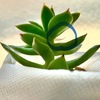 根腐れから復活中の多肉植物。新しい葉が出てきたかも？