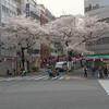 桜の花も満・満・満開！