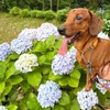 紫陽花まだ咲いてた
