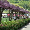 藤まつり開催中の蓮華寺池公園に行ってきました。