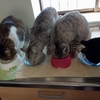 クロ猫、荒ぶる。