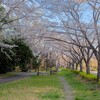 桜の広場のサクラ～つくば市とその周辺の風景写真案内（３８７）