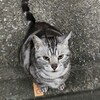 ぶすくれ猫／夜の猫はスマホで撮ろう！