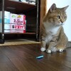 招き猫さんにちゅーるを。