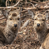 少しだけ奈良公園をお散歩