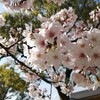 テーマは桜餅