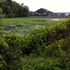  丸山池（静岡県掛川）