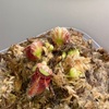 セファロタス成長記録=2026/5月29日 #食虫植物 #セファロタス #icos #著作権無料 #BGM