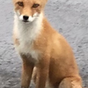 山猫🐾一家 北海道へ行く（予告編）