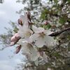 ある春の日、桜を摘んだ思い出。