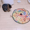 徐々におもちゃに慣れていくニナちゃん🥳