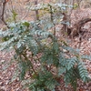 Berberis japonica　ヒイラギナンテン