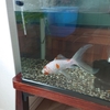 金魚すくい談