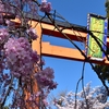 桜の名所として名高い「平野神社」を紹介（Hiranojinja, Kyoto）