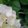 薔薇の棘