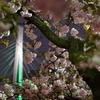 大阪造幣局　桜の通り抜け初日