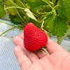 厚木市三田の「苺一縁」でいちご狩り