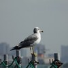 ウミネコ