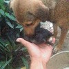 バンタヤン島で暮らす～子犬誕生
