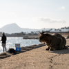 地元漁港のねこさん