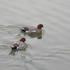 水鳥も鷗も飛鳥春寒し