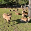 エクストリーム京阪奈の旅　その2