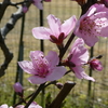 桃の花は女子の色