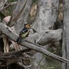 ムナオビオナガゴシキドリ(Crested Barbet)