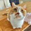 ぱっちりお目目が戻ってきた！