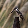 テラスのヒメヤマセミ(Pied Kingfisher)