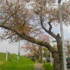 二十四節気「清明」関東はほぼ葉桜。