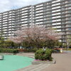 地元川崎の「リジェンヌ京町」広場で桜やツツジの花見！！