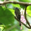 サンロクキクイタダキモドキ(Foothill Elaenia)