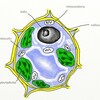 細胞内の寄生生物