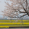 湖西湖周道路の春　菜の花と桜